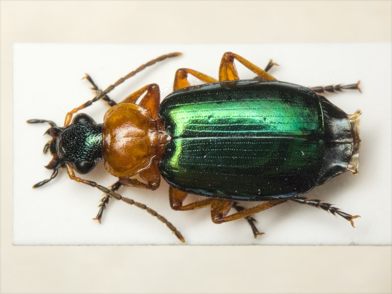Lamprias chlorocephalus (J.J. Hoffmann, 1803)